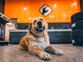Company dog thumbnail
